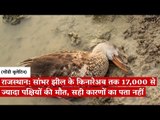 राजस्थान: सांभर झील के किनारे अब तक 17,000 से ज्यादा पक्षियों की मौत, सही कारणों का पता नहीं