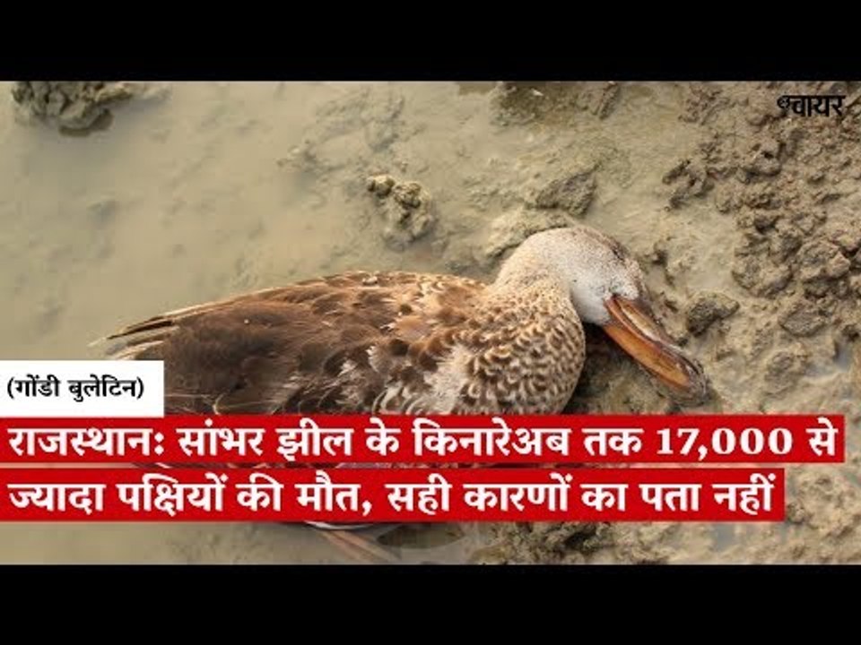 राजस्थान: सांभर झील के किनारे अब तक 17,000 से ज...