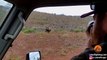 Un rhinocéros en colère charge une voiture de touristes