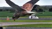 Un faucon crécerelle en vol stationnaire