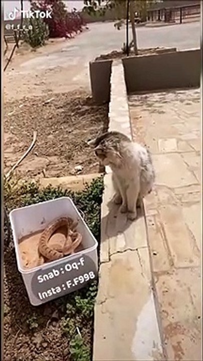 Qui saute le plus haut et le plus vite : le chat ou le serpent