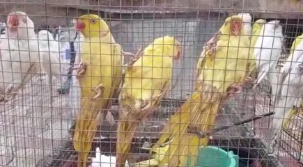 সীমান্তে পাচারের আগেই প্যারট জাতীয় পাখি উদ্ধার করলো পুলিশ |OneindiaBengali