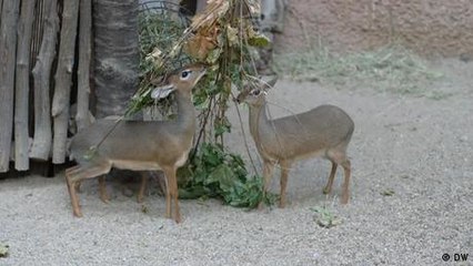 Can cloning help save endangered species?