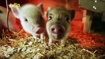 This Video of Baby Piglets Playing Around is the Cutest Thing You’ll See All Day!