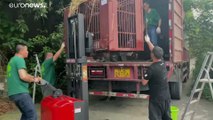 Os 101 ursos salvos de uma quinta de extração de bílis