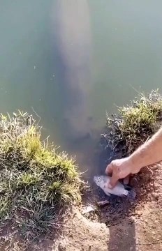 viral fish fishing Amazing fish video ,fishing video TIK