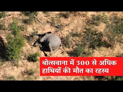 What Explains the Deaths of Over 300 Elephants in Botswana? | The Wire