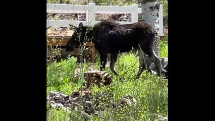 Momma Moose and Her Baby