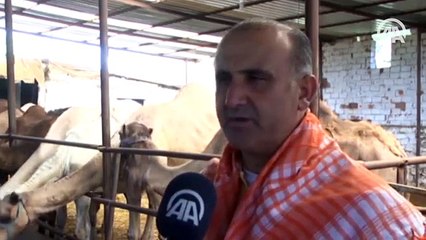 Kurbanlık develer sahiplerini bekliyor