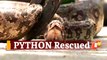 Python Inside Medicine Store: 5-Feet-Long Python Rescued In Odisha