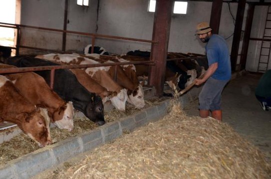 Muşlu girişimci devlet desteğiyle kurduğu çiftlikte günde 350 litre süt üretiyor