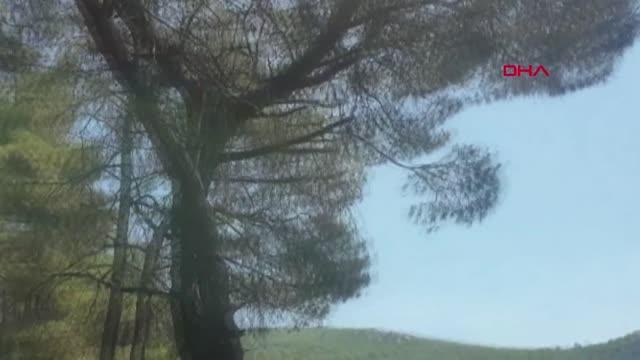 Son dakika haberleri! OSMANİYE KARATEPE MİLLİ PARKI'NDA ORMAN YANGINI; 4 DÖNÜM KIZILÇAM ZARAR GÖRDÜ