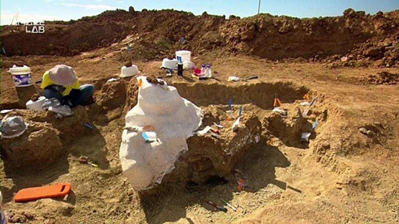 Massive Dinosaur Species Discovered in Australian Outback