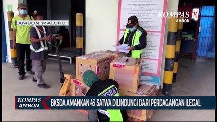BKSDA Amankan 43 Satwa Dilindungi Dari Perdagangan Ilegal