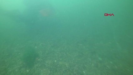 KOCAELİ MÜSİLAJIN SU ALTINDAKİ ETKİSİNİ GÖRÜNTÜLEYEN DALGIÇ AŞAĞIDA BÜYÜK BİR FELAKET YAŞANIYOR