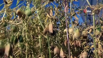 Mercimek üretiminde Türkiye'de ilk 5’te yer alan Siirt kuraklığa yenik düştü