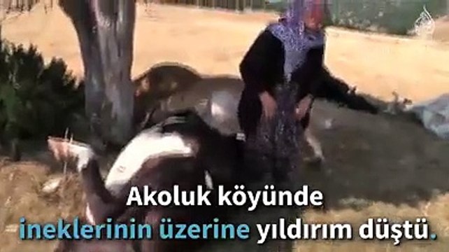 Yıldırım düşmesi sonucu hayvanları telef olan yaşlı çift gözyaşlarını tutamadı