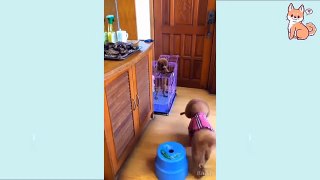 You will laugh at all the DOGS Funny DOG Videos