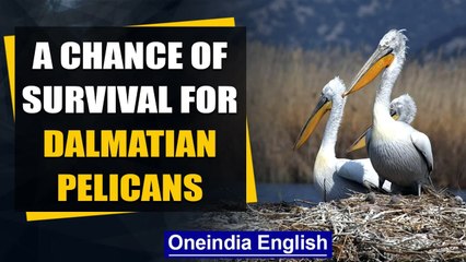 Dalmatian Pelicans live on Lake Skadar in Montenegro: Watch the video | Oneindia News