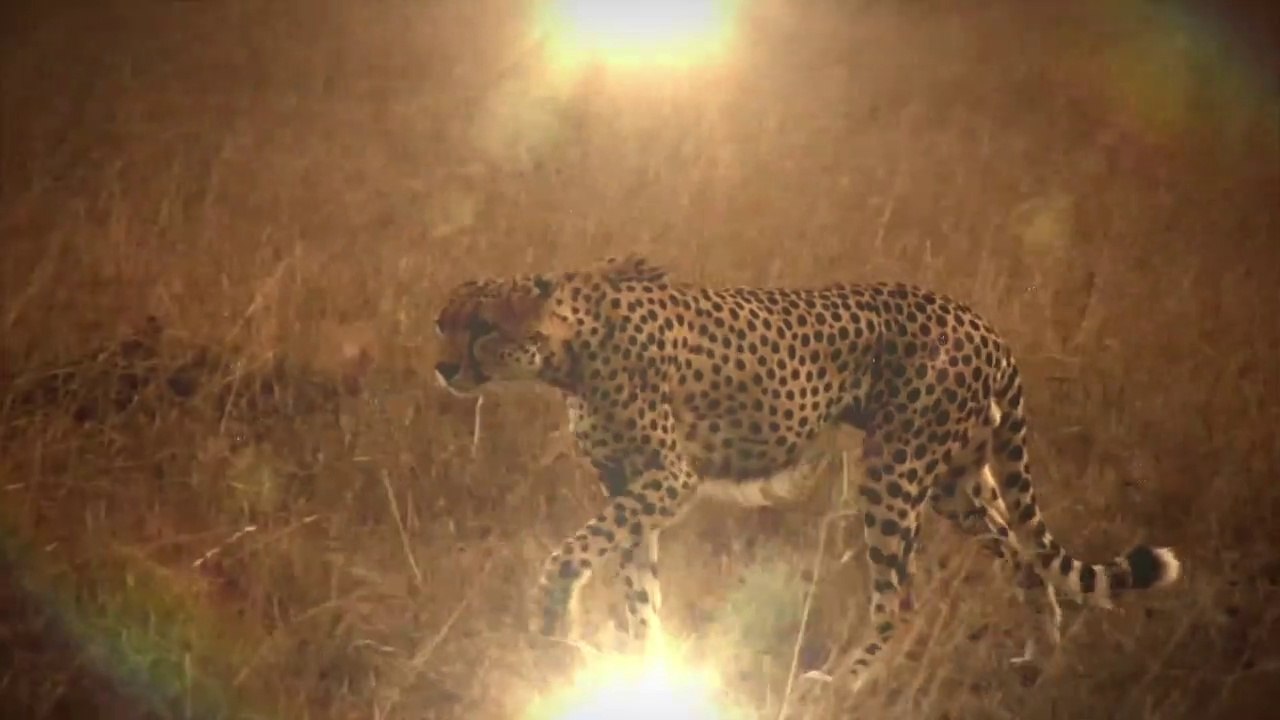 8 Most Shocking Animal Attacks Caught on Tape