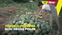 Tembikai percuma buat orang Pekan