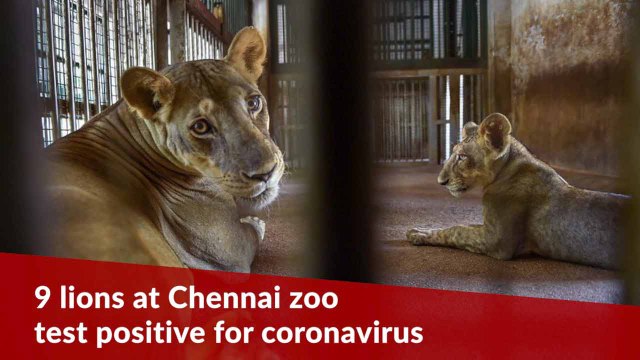 Lioness at Chennai zoo dies of suspected coronavirus infection, 8 lions test positive