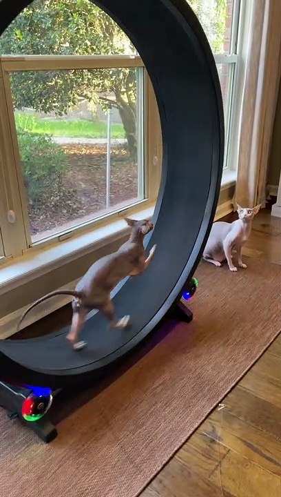 Super Speedy Kitty Runs on Special Toy