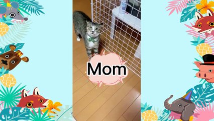 Funny animal Videos Compilation cute moment of the animals - 32 ( 1080 X 1920 )