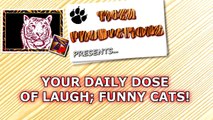 CATS going CRAZY! - Funniest CATNIP reactions and much more