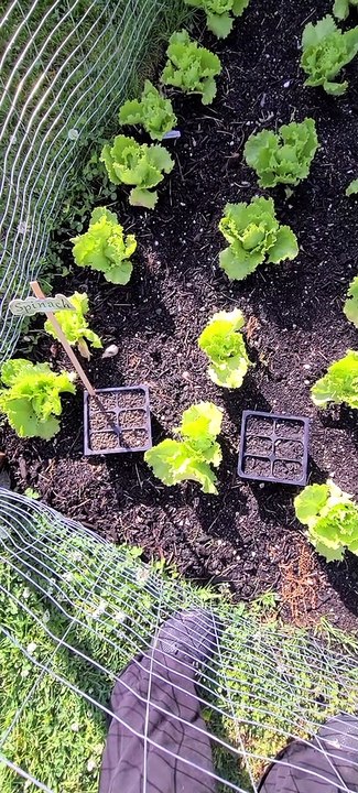 1st Garden - mistakes and all!   What not to do.