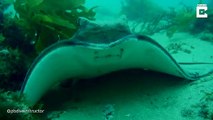 - Eagle Ray Makes Quick Getaway From Diver_# STING RAY IS CUTE