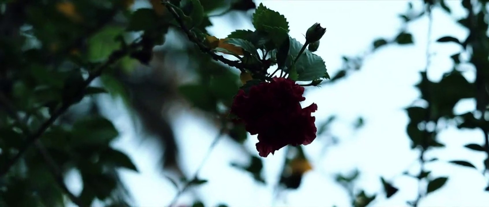 new nature whatsapp status _forest bgm _ instagram reel _ nature beauty status rain  whatsappstatus