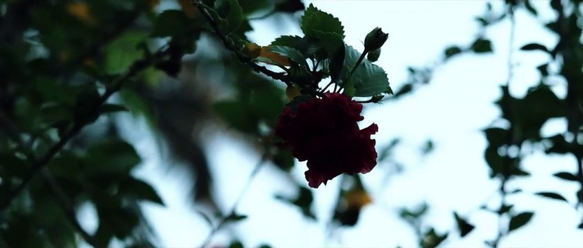 new nature whatsapp status _forest bgm _ instagram reel _ nature beauty status rain whatsappstatus