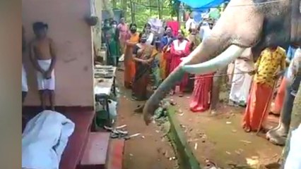 Elephant pays tribute to its Mahout | ಮೃತ ಮಾವುತನಿಗೆ ಅಂತಿಮ ನಮನ ಸಲ್ಲಿಸಿದ ಗಜರಾಜ: ಕಂಬನಿ ತರಿಸುವ ವಿಡಿಯೋ