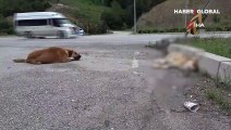 Ölen dostunun yanından bir an bile ayrılmayan vefalı köpek duygulandırdı