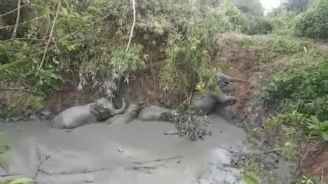 Rescatan con éxito en Myanmar a un grupo de elefantes atrapados en un cenagal