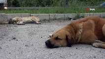 Samsun'da bir köpek, kazada ölen arkadaşının yanından ayrılmadı: 