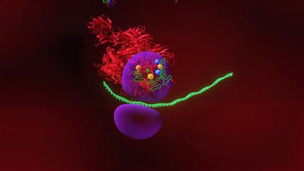 How does COVID-19 vaccines work_ Animated explainer with english speak