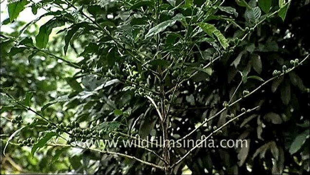 Coffee beans growing in Kerala