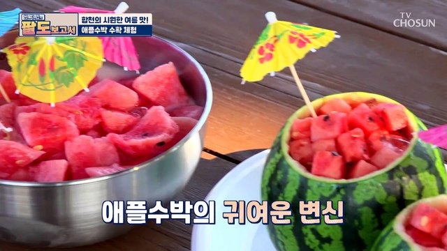 달콤 시원한 맛이 일품 합천 애플수박 TV CHOSUN 20210605 방송