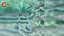 Tarlasında dev yılanı gören çifti şaşkınlığını gizleyemedi