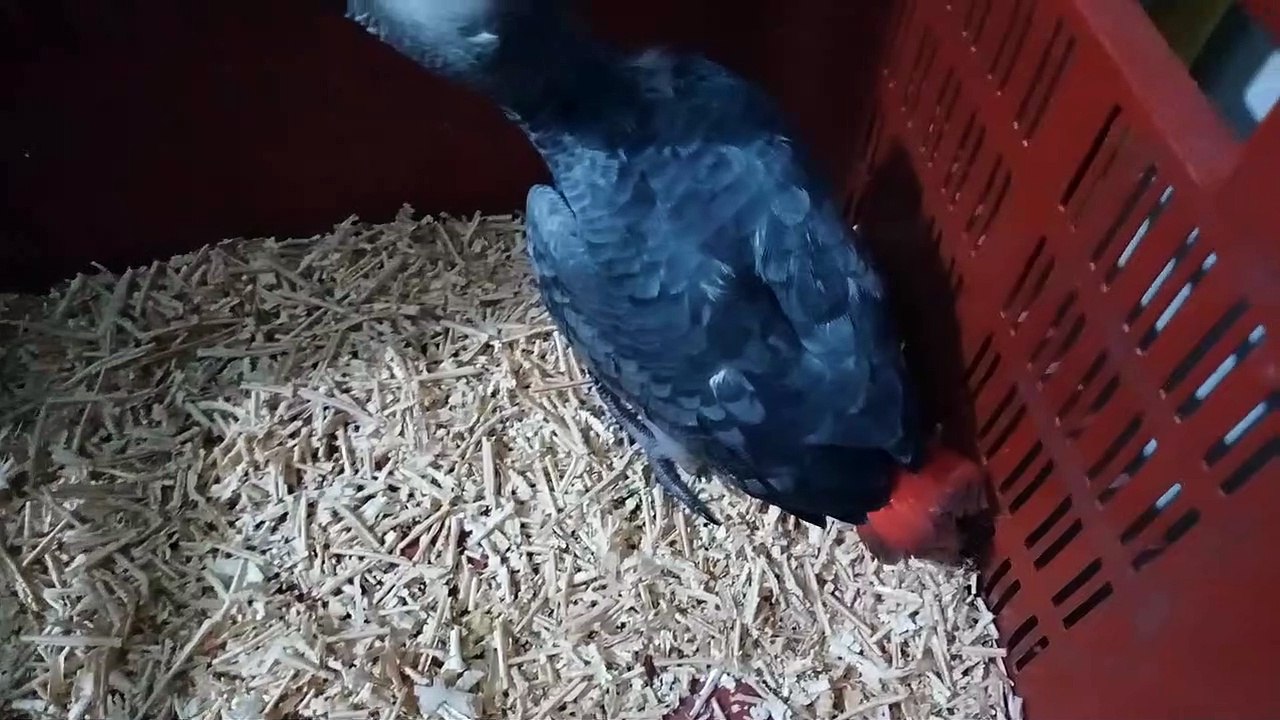 Our gray parrot baby