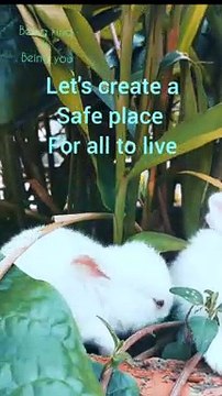 Happy feeding in its own world / baby rabbit/ rabbit feeding