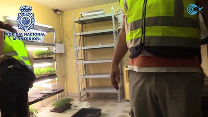 Desarticulada una banda que se dedicaba a la venta de planteles de marihuana