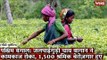 Gondi Bulletin: पश्चिम बंगाल: जलपाईगुड़ी चाय बागान ने कामकाज रोका, 1,500 श्रमिक बेरोज़गार हुए
