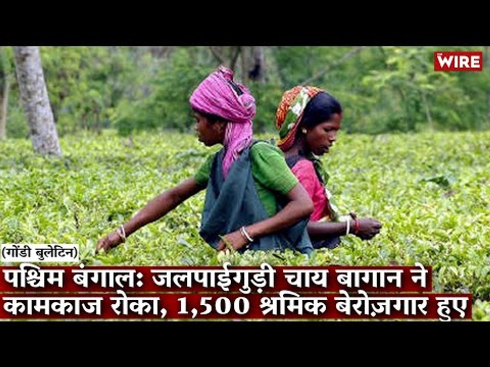 Gondi Bulletin: पश्चिम बंगाल: जलपाईगुड़ी चाय बागान ने कामकाज रोका, 1,500 श्रमिक बेरोज़गार हुए