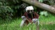 UK zoo welcomes rare 'dancing' lemurs