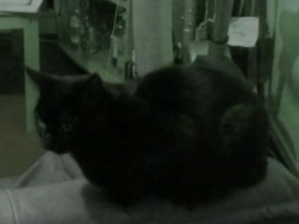 Possesion Chat
