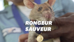 Ce rat géant a reçu une médaille d'or pour avoir sauvé des vies