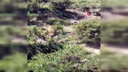 3 metrelik yılanların dansı görenleri şaşırttı